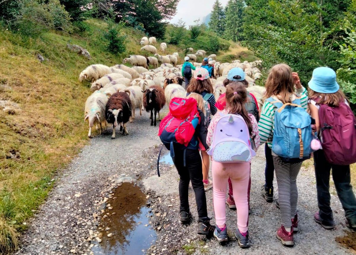 Rencontre avec les brebis en balade
